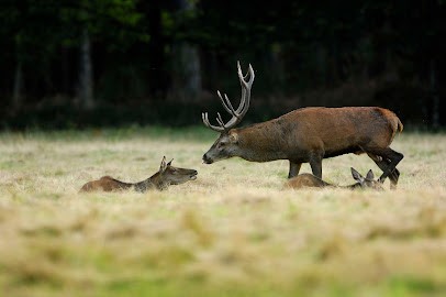 Maison du Cerf, Musée à Villeny