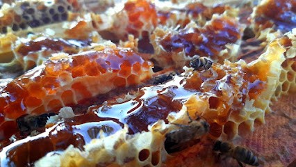 Musée de l'Abeille, Musée à Xaintrailles