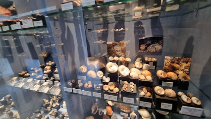 Seashell Museum, Musée à Saint-Jean-Cap-Ferrat
