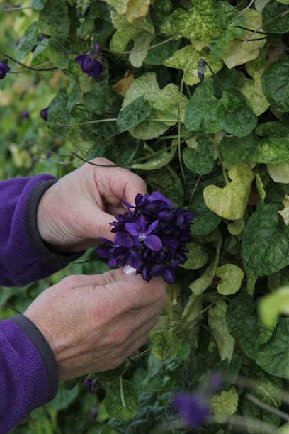 Bastide Aux Violettes (Musée), Musée à Tourrettes-sur-Loup